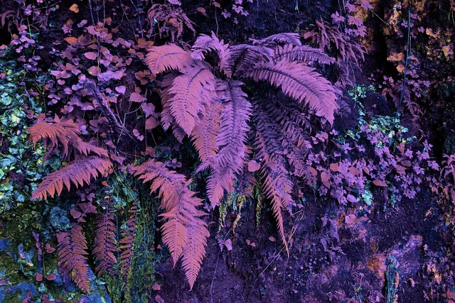 GL44-Purple-Front